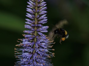 Hummel mit vollen Hosen untwegs Hummel mit vollen Hosen untwegs