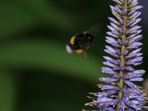 Hummel mit voller Last unterwegs Hummel mit voller Last unterwegs
