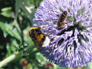 Hummel und Biene Hummel und Biene