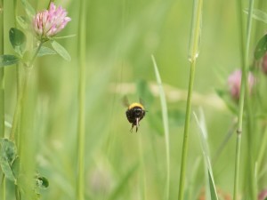 Hummel unterwegs in der Wiese Hummel unterwegs in der Wiese