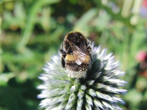 Hummel von Hinten Hummel von Hinten