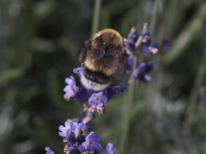 Hummel von hinten auf Lavendelblüte Hummel von hinten auf Lavendelblüte