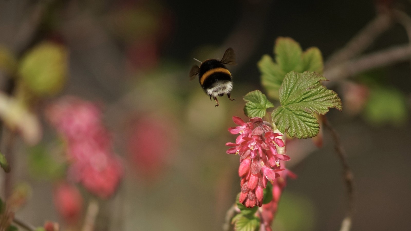 Hummelabflug Hummelabflug