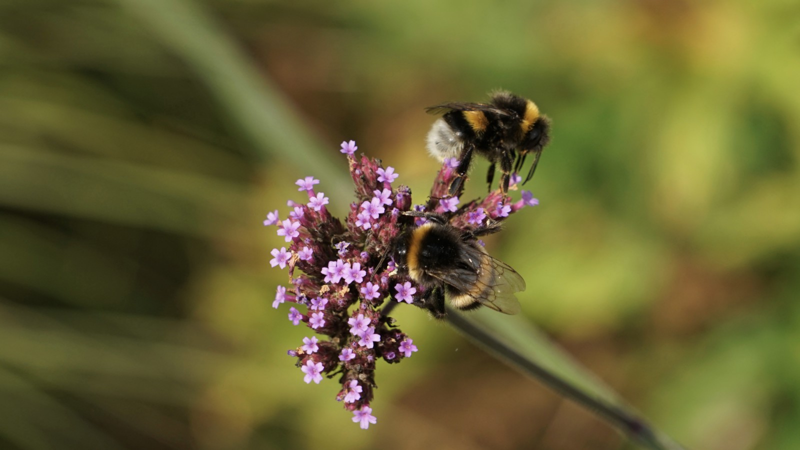 Hummelduo bei der Arbeit Hummelduo bei der Arbeit