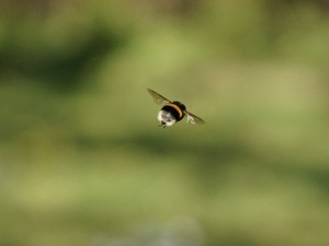 Hummelflug Hummelflug