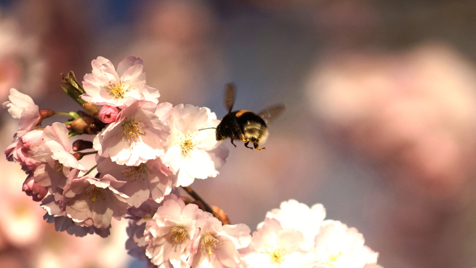 Hummelflug zur Kirschblüte Hummelflug zur Kirschblüte