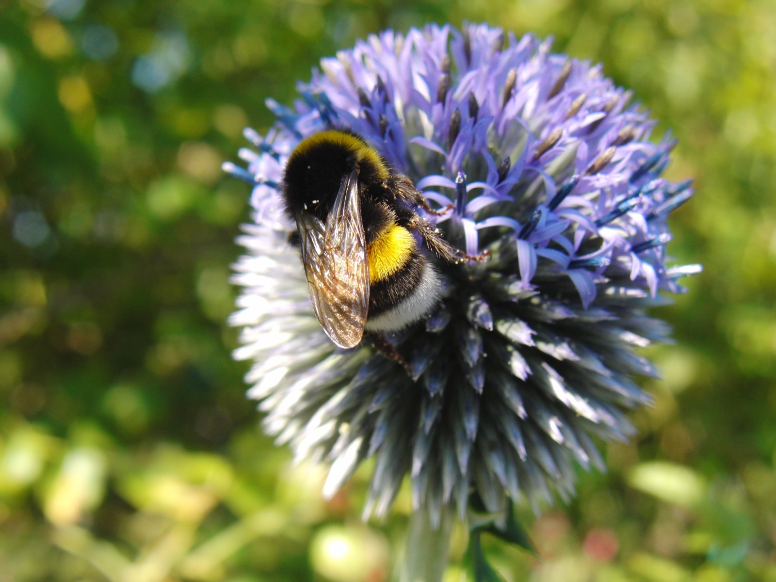 Hummelwelt Hummelwelt