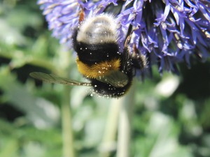 Kopfstand an der Blüte Kopfstand an der Blüte