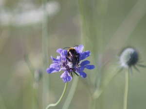 Mein Sommernektar Mein Sommernektar