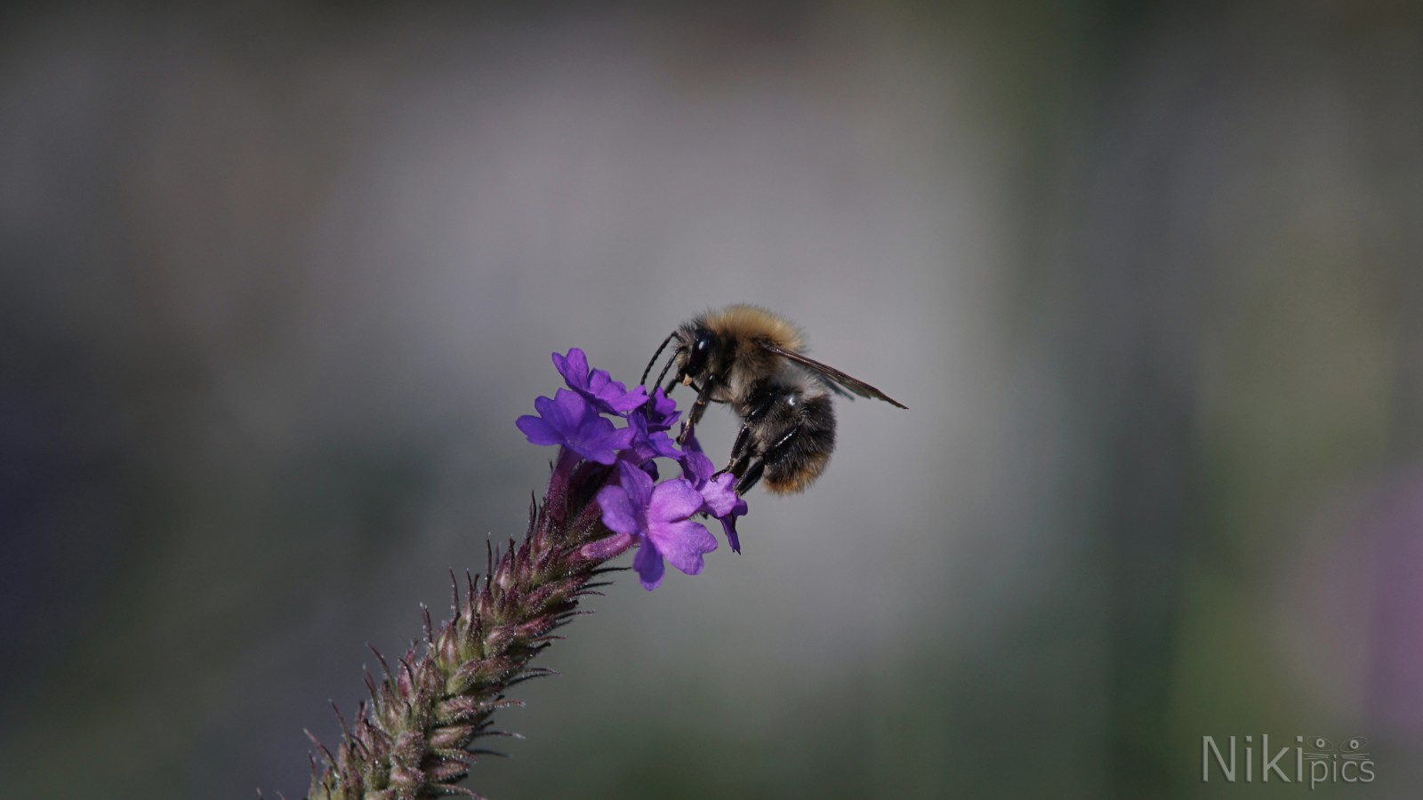 Nektar von den letzten Blüten Nektar von den letzten Blüten