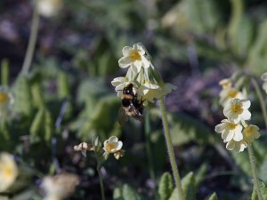 Nektarschlürfer Hummel Nektarschlürfer Hummel