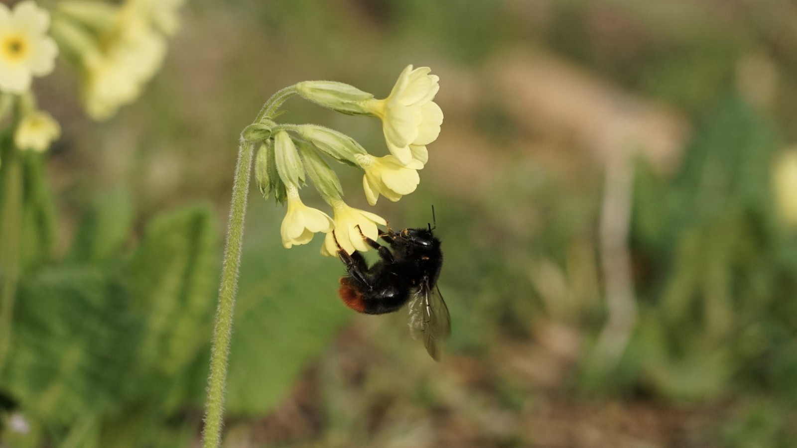 Steinhummel an Schlüsselblume Steinhummel an Schlüsselblume