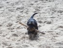 Dackel mit St&ouml;ckchen im Sand