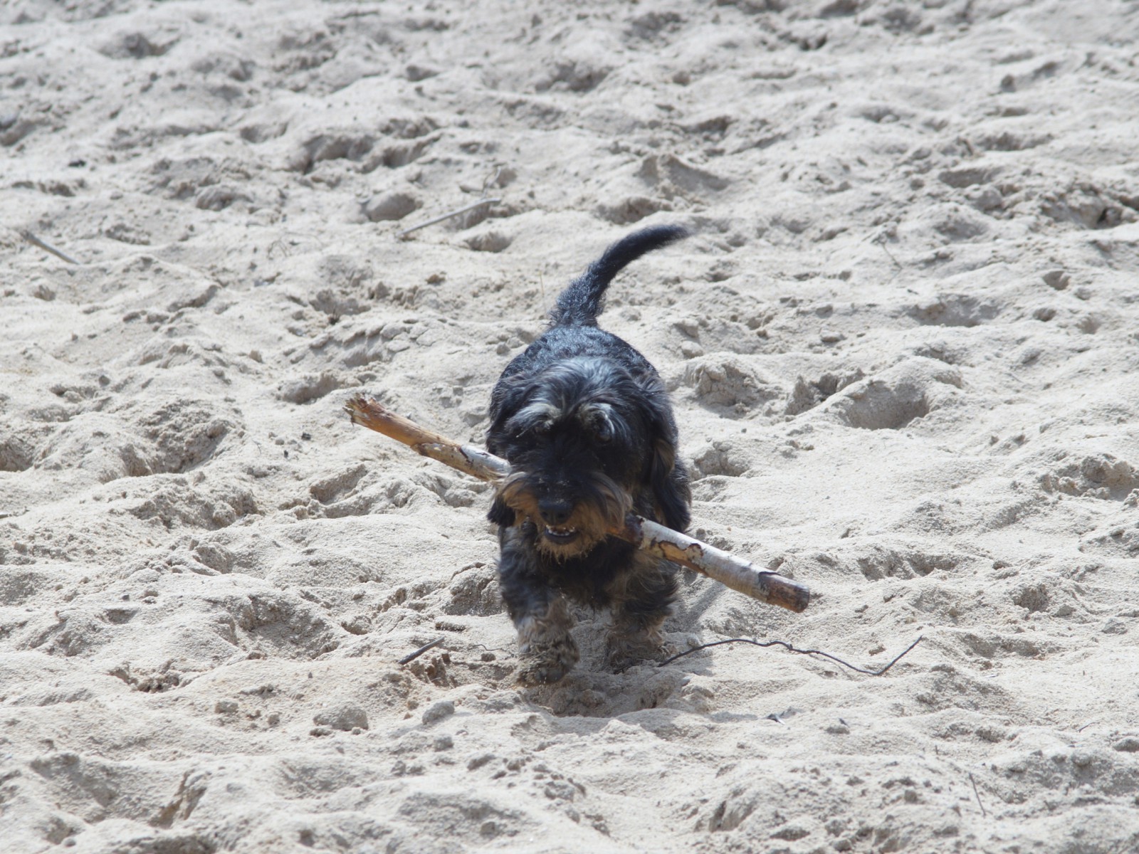 Dackel mit Stöckchen im Sand Dackel mit Stöckchen im Sand