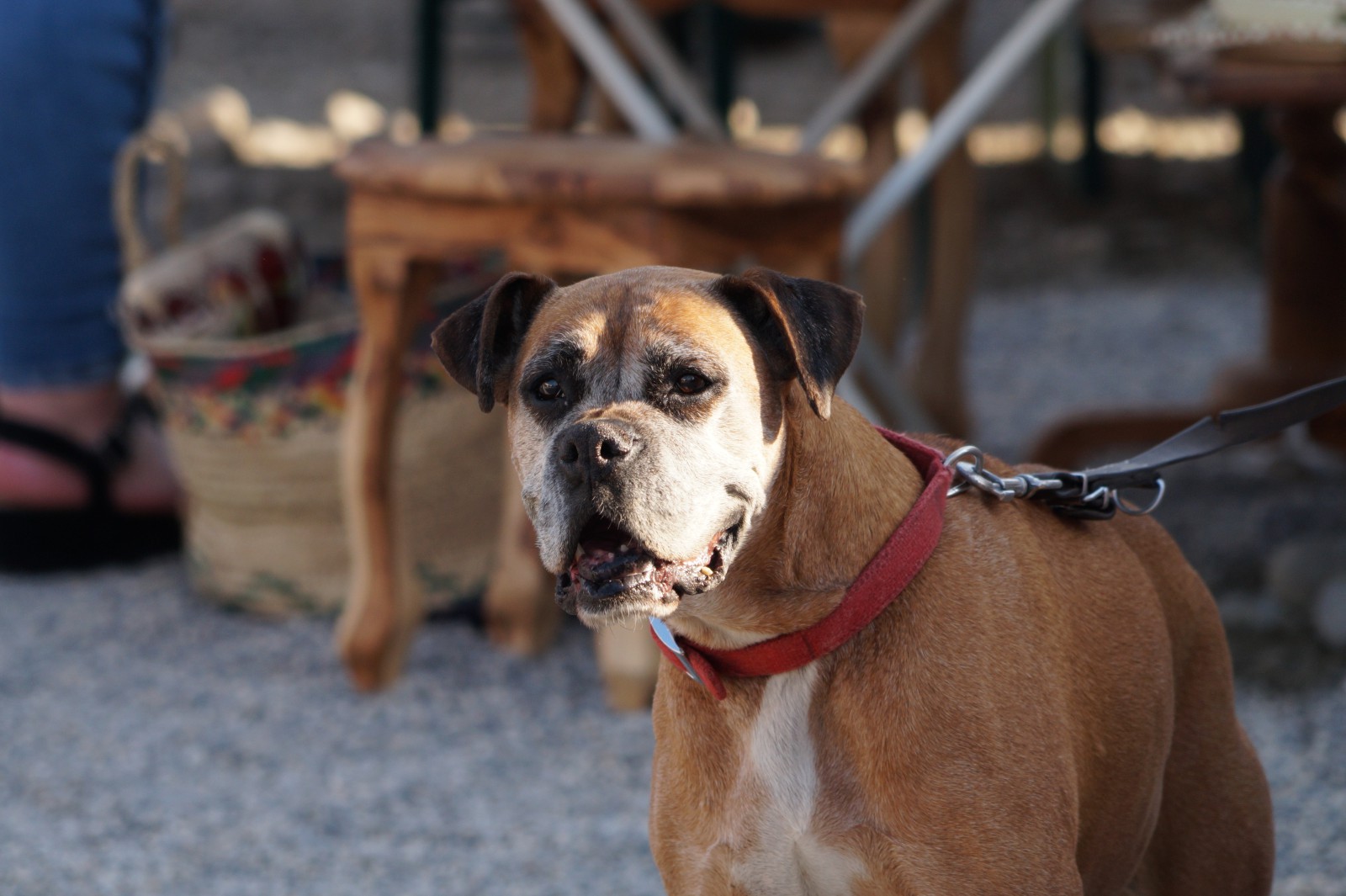 Liebe Boxerlady Liebe Boxerlady