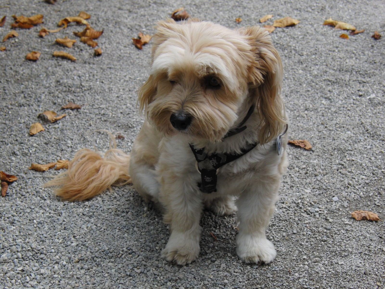 Netter Terrier Netter Terrier