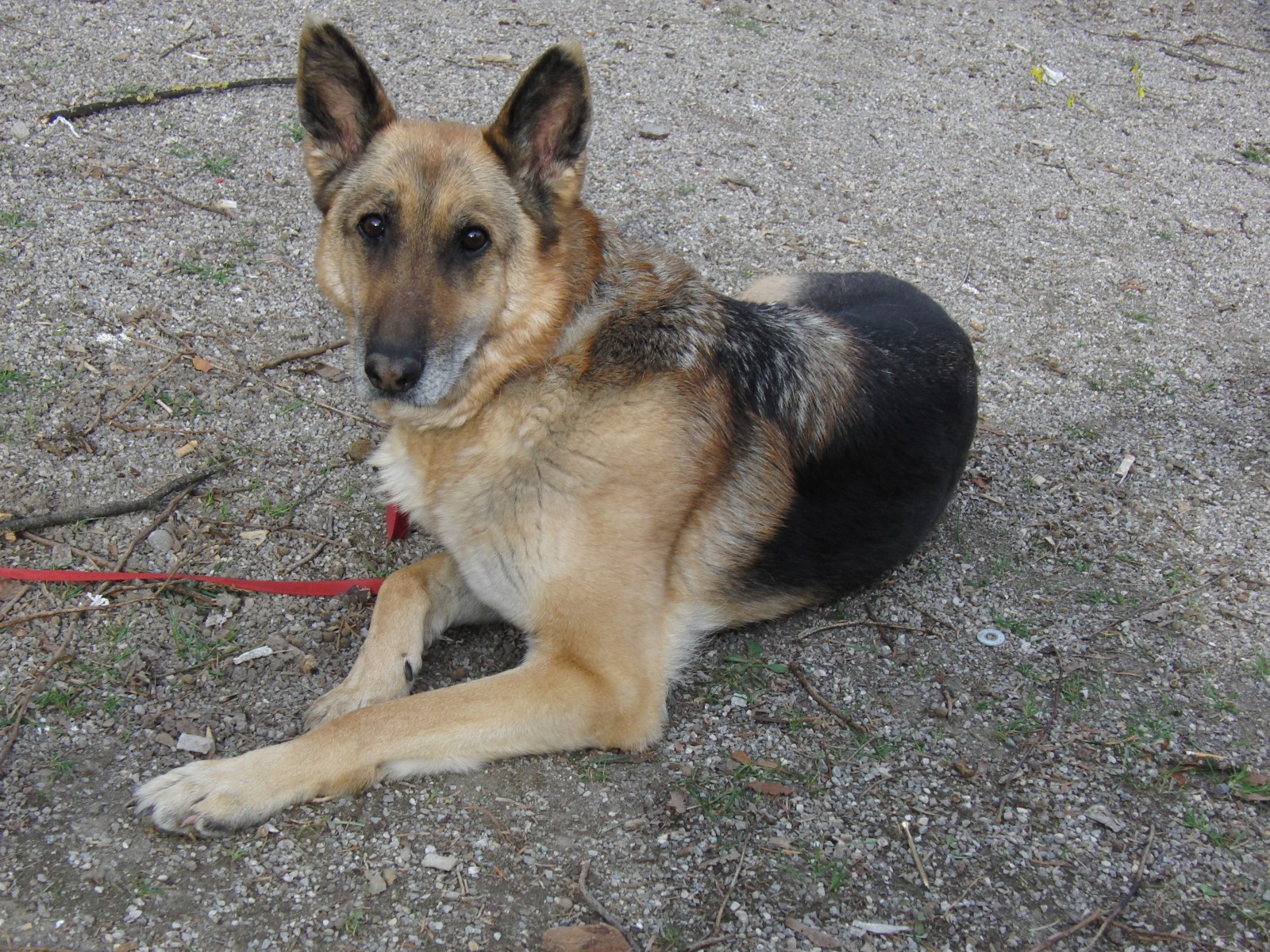 Schäferhund Rex Schäferhund Rex