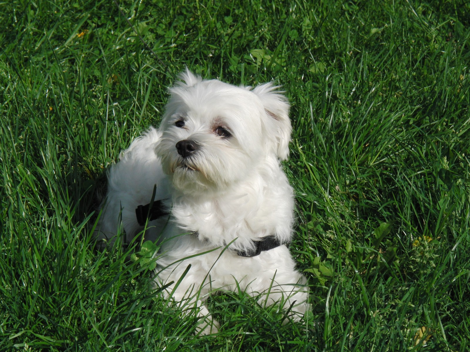West Highland Terrier im Gras West Highland Terrier im Gras