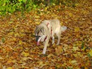 Wie ein Wolf im Herbst