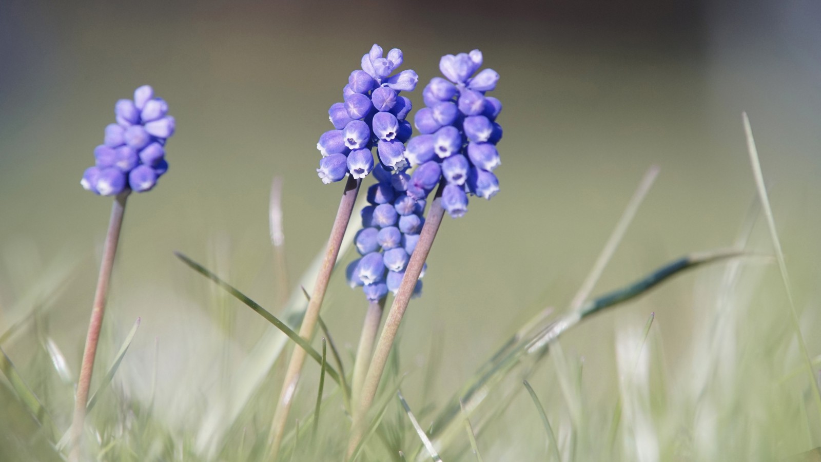 Blaue Frühlingstrauben Blaue Frühlingstrauben