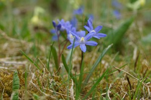 Blauer Fr&uuml;hlingsgru&szlig;