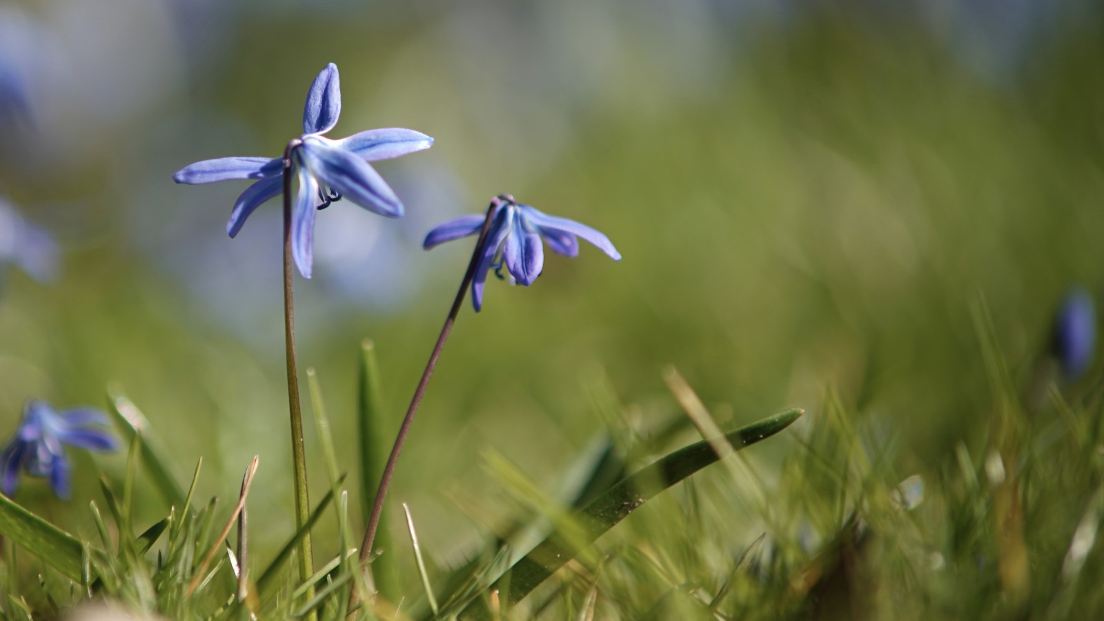 Blaustern duo Blaustern duo