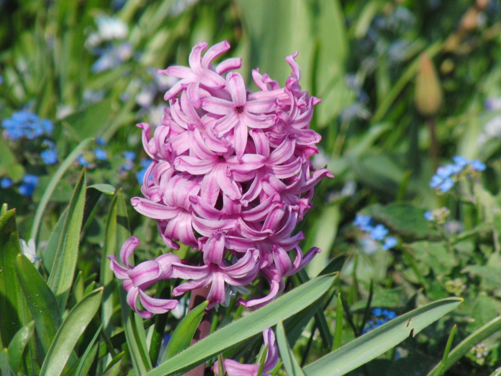 Hyazinthe rosa Hyazinthe rosa