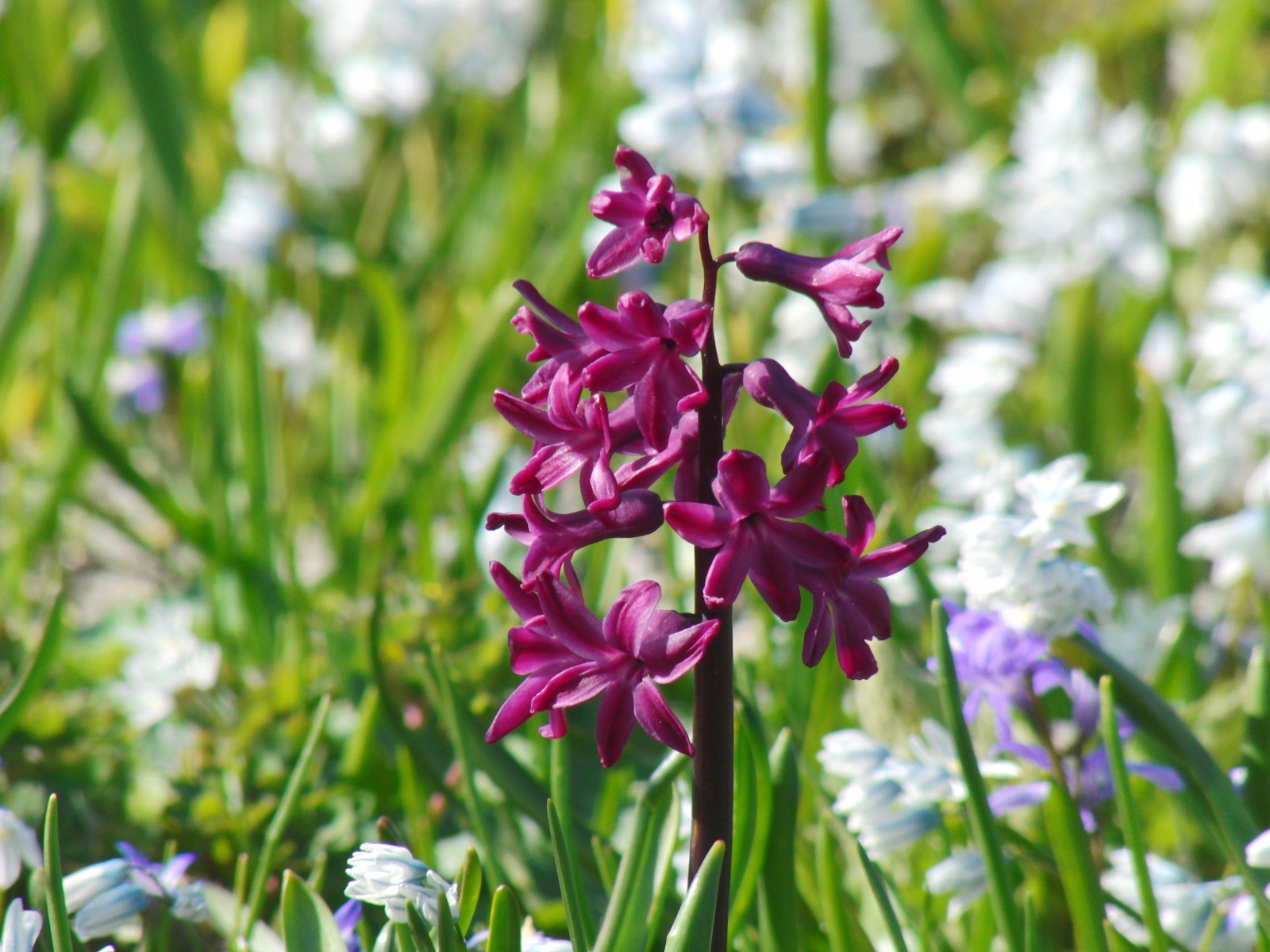 Kleine Hyazinthe lila Kleine Hyazinthe lila