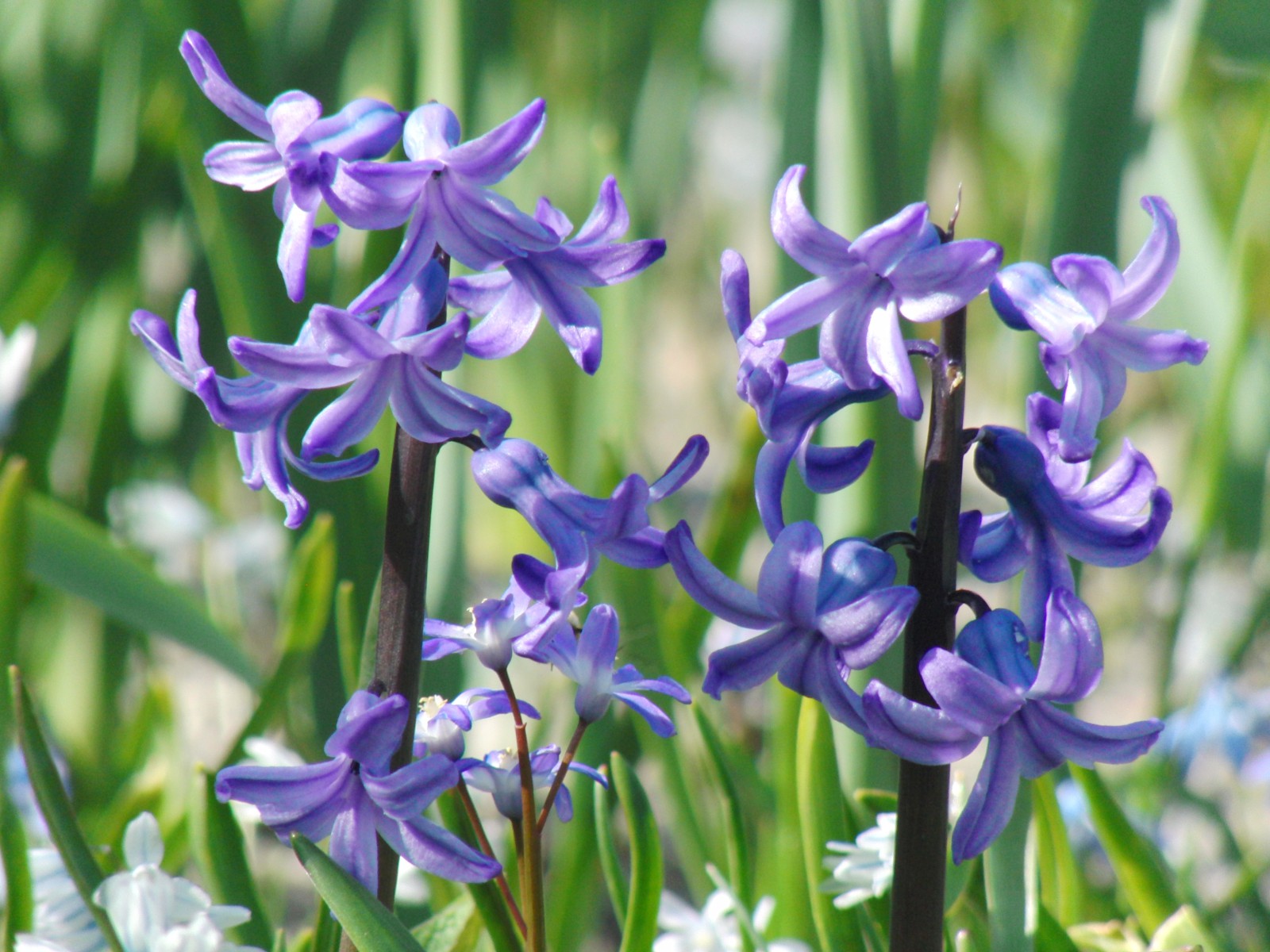 Kleine Hyazinthen blau Kleine Hyazinthen blau