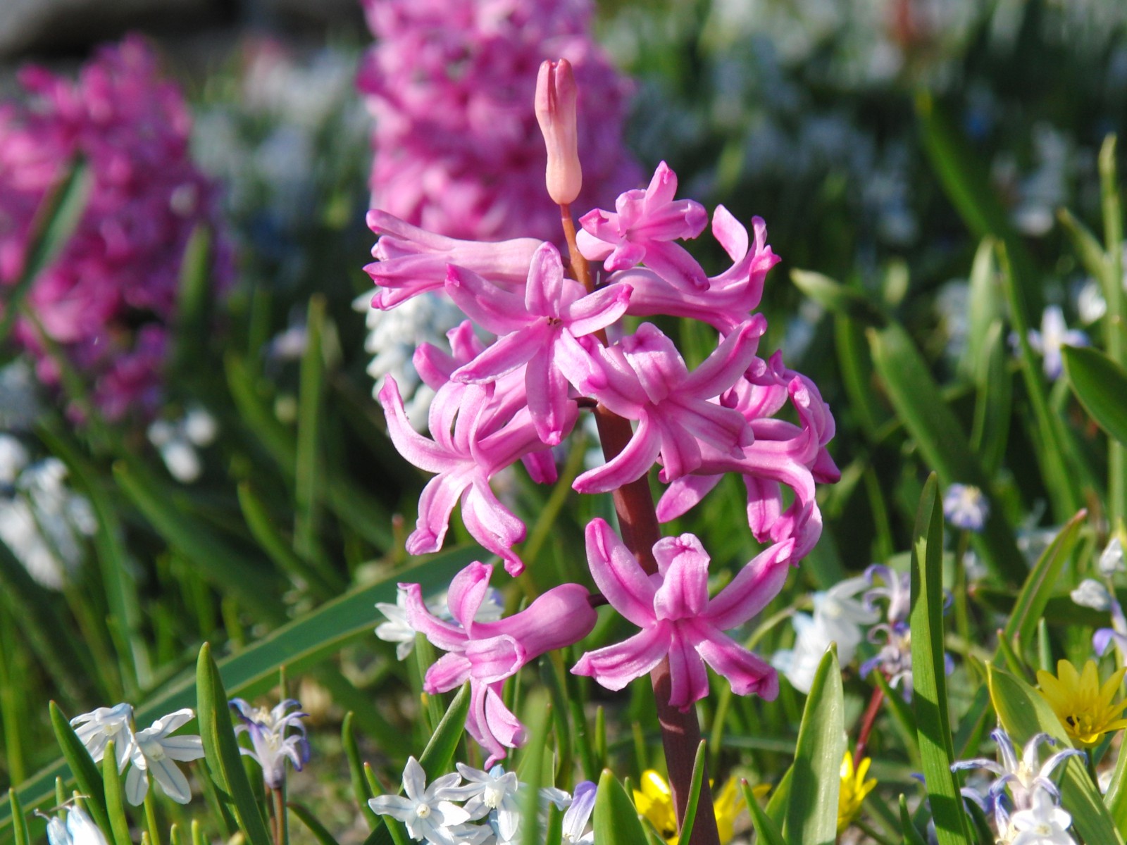Kleine rosa Hyazinthe Kleine rosa Hyazinthe