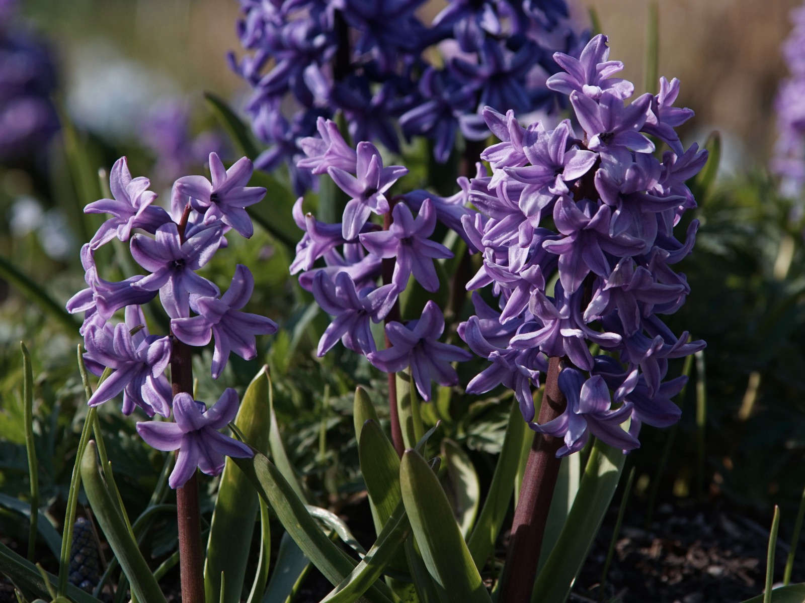 Lila Hyazinthengruppe Lila Hyazinthengruppe