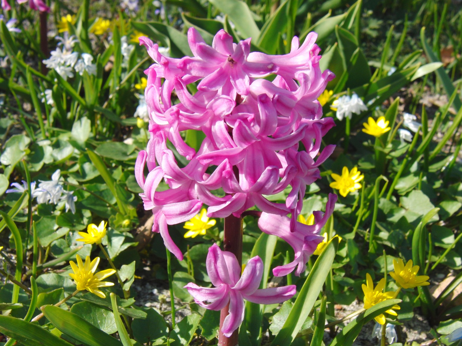Rosa Hyazinthe im Frühlingsbeet Rosa Hyazinthe im Frühlingsbeet