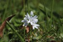  Wei&szlig;er Blaustern