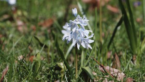 Sternhyazinthe in der Wiese