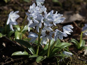 Sternhyazinthe mit Besucher