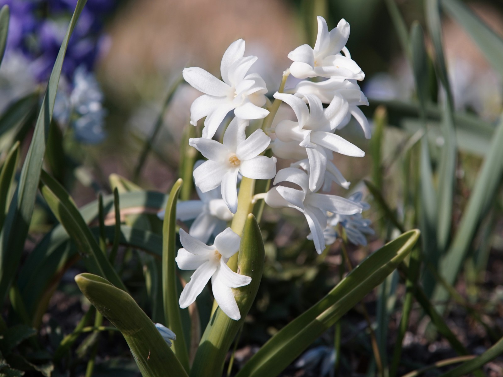 Weiße Hyazinthe Weiße Hyazinthe