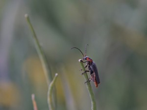 Am Halm festhalten Am Halm festhalten