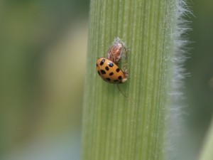 Asiatischer Marienkäfer auf Grashalm Asiatischer Marienkäfer auf Grashalm