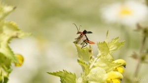 Auf zum Tanz in der Frühlingswiese Auf zum Tanz in der Frühlingswiese