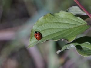 Blatt mit Marienkäfer Blatt mit Marienkäfer