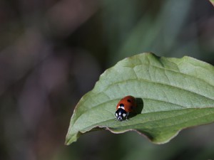 Blick vom grünen Blatt Blick vom grünen Blatt