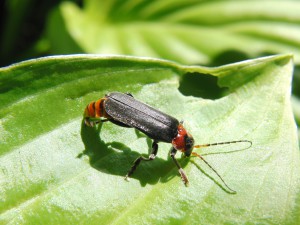 Gemeiner Weichkäfer auf grünen Blatt-1 Gemeiner Weichkäfer auf grünen Blatt-1