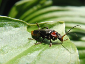 Gemeiner Weichkäfer auf grünen Blatt-3 Gemeiner Weichkäfer auf grünen Blatt-3