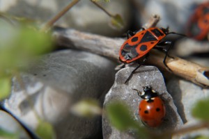 Junikäfer und Feuerwanze Junikäfer und Feuerwanze