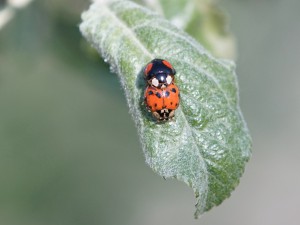 Käfer im Liebesglück Käfer im Liebesglück