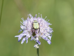 Käfer von hinten Käfer von hinten