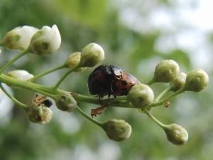 Käferpärchen im Frühling Käferpärchen im Frühling