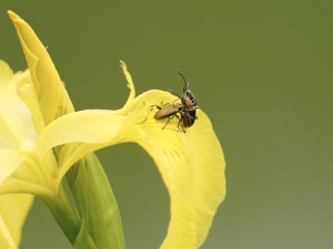 Kampf der Käfer Kampf der Käfer