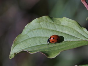 Marienkäfer auf grünen Blatt Marienkäfer auf grünen Blatt