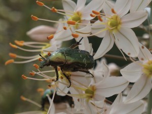 Nur nicht runterfallen (Rosenkäfer) Nur nicht runterfallen (Rosenkäfer)